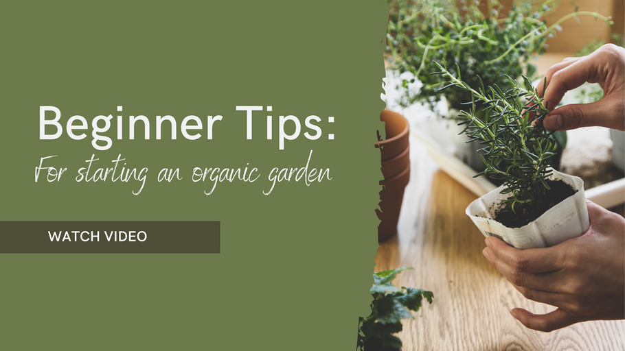 A beginner's guide to starting an organic garden