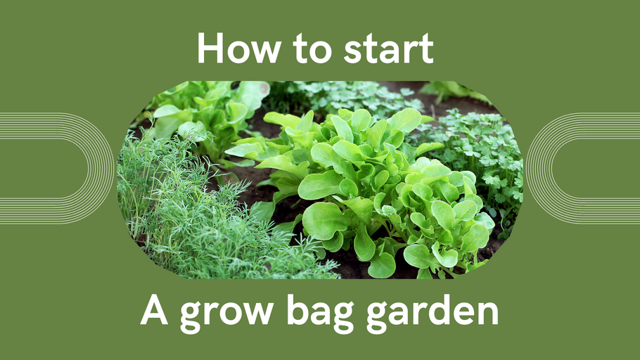 How to start a good looking "Grow Bag Garden"