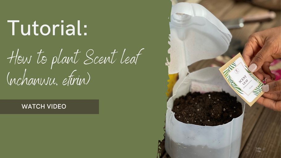 Tutorial "How to Plant Scent Leaf"