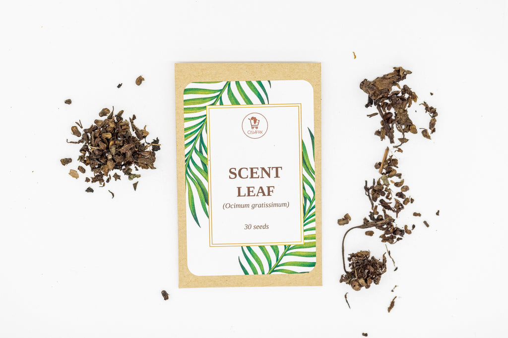 Nigerian Scent Leaf Seeds OsiAfrik