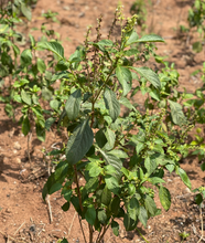 Nigerian Scent Leaf Seeds