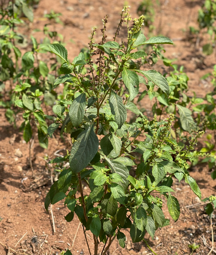 Nigerian Scent Leaf Seeds