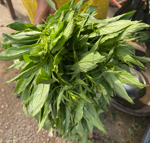 Nigerian Shoko / Efo Shoko Seeds
