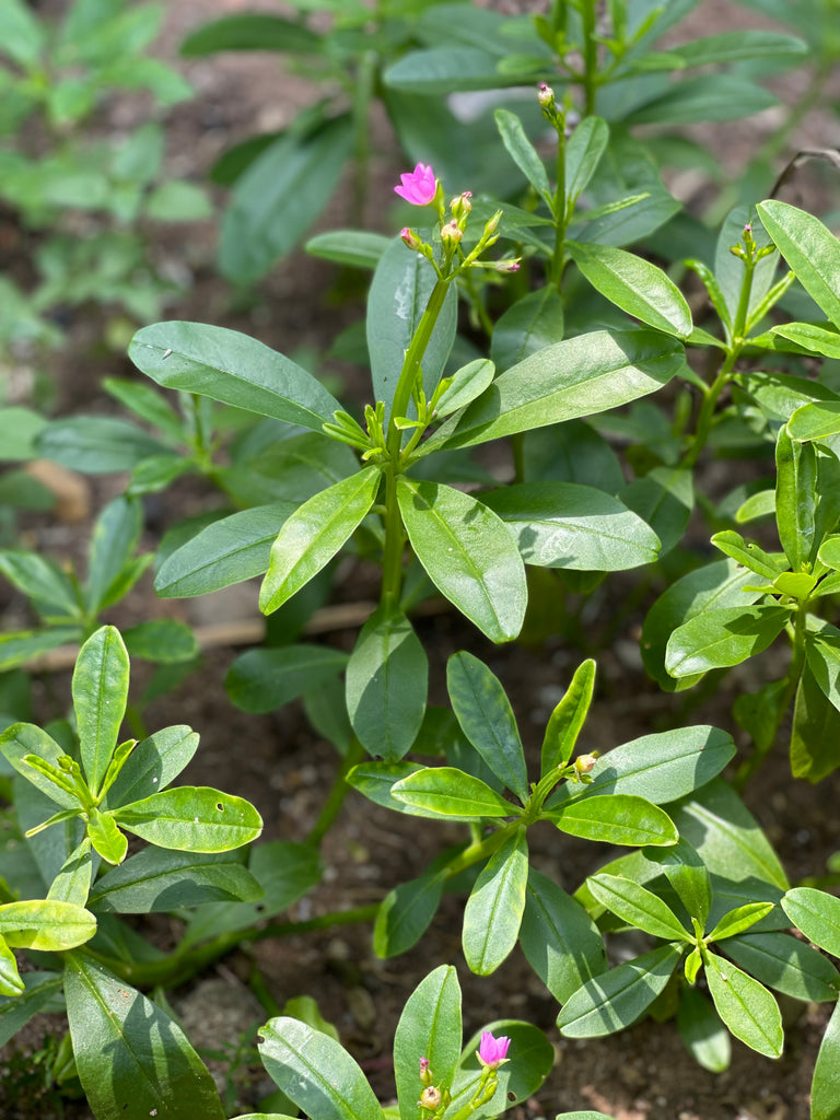 Nigerian Waterleaf (Gbure) Seeds – OsiAfrik