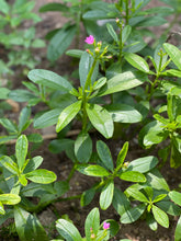 Nigerian Waterleaf (Gbure) Seeds