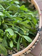 Nigerian Waterleaf (Gbure) Seeds